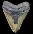 Bargain, Fossil Megalodon Tooth - North Carolina #80109-1